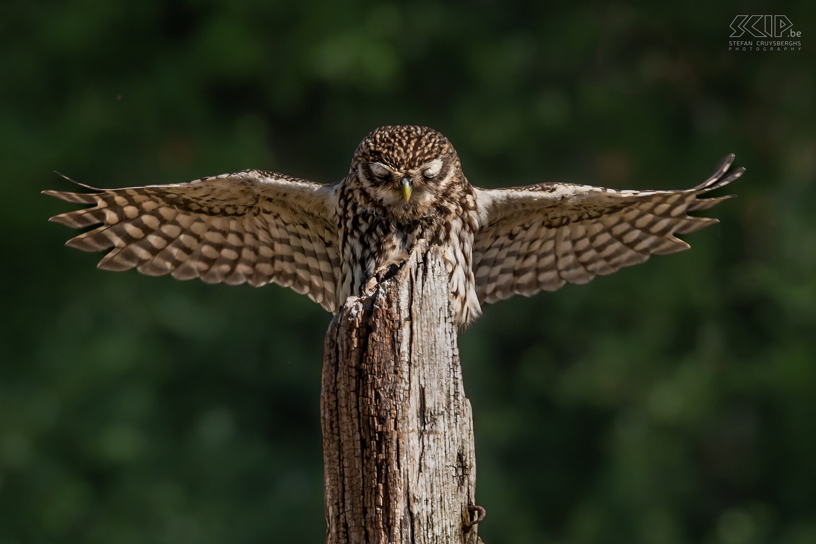 Little owl Little owl ./ Athene noctua Stefan Cruysberghs